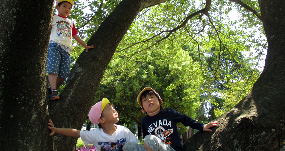 木に登る園児たち